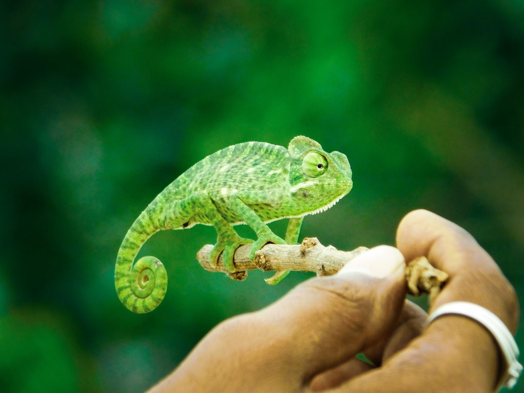 Reptiles camaleón verde