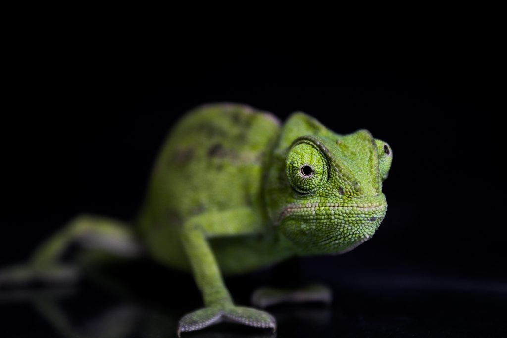 Reptiles Camaleón verde chamaleon 