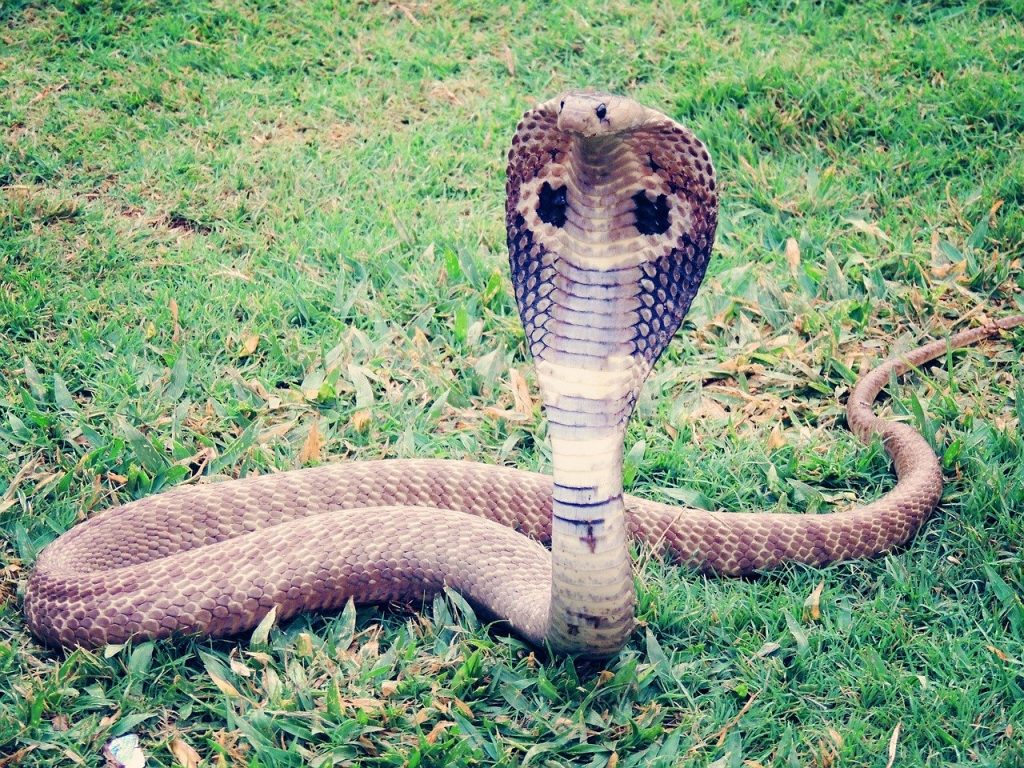 Reptiles serpiente cobra real