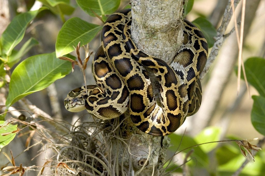 Reptiles serpiente pitón