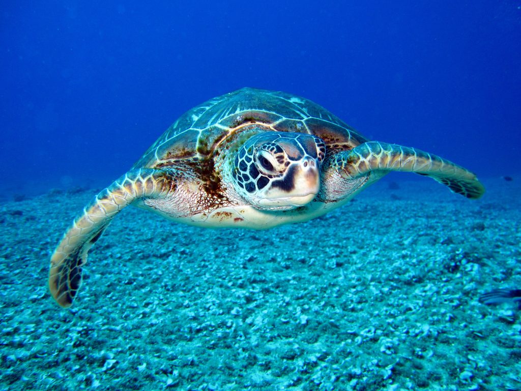 Las simpáticas tortugas marinas nadando en busca de comida