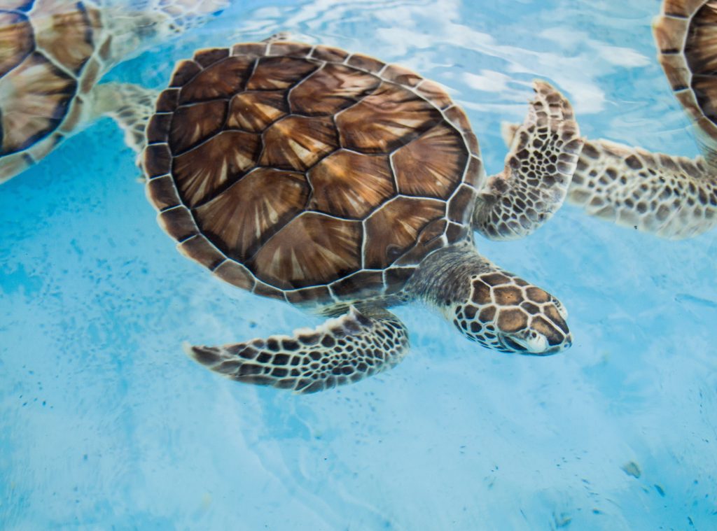 Reptiles tortuga marina carey