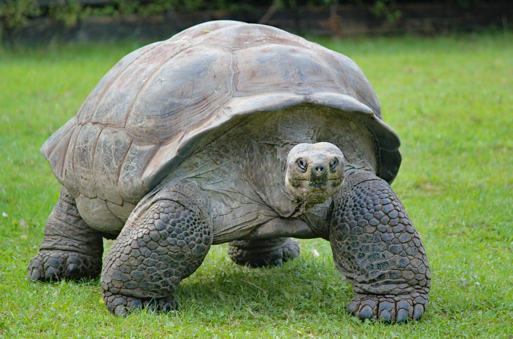 Reptiles tortuga terrestres gigante