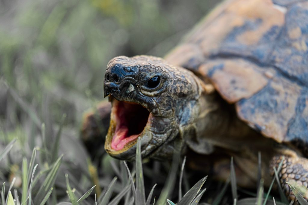 las tortugas no tienen dientes