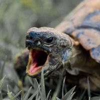 Reptiles tortuga de tierra