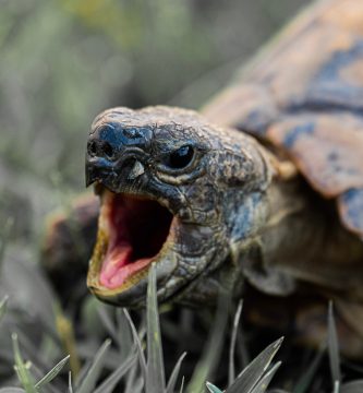Reptiles tortuga de tierra