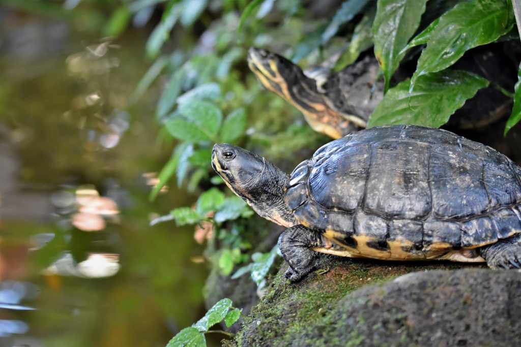 Reptiles tortugas agua galapagos