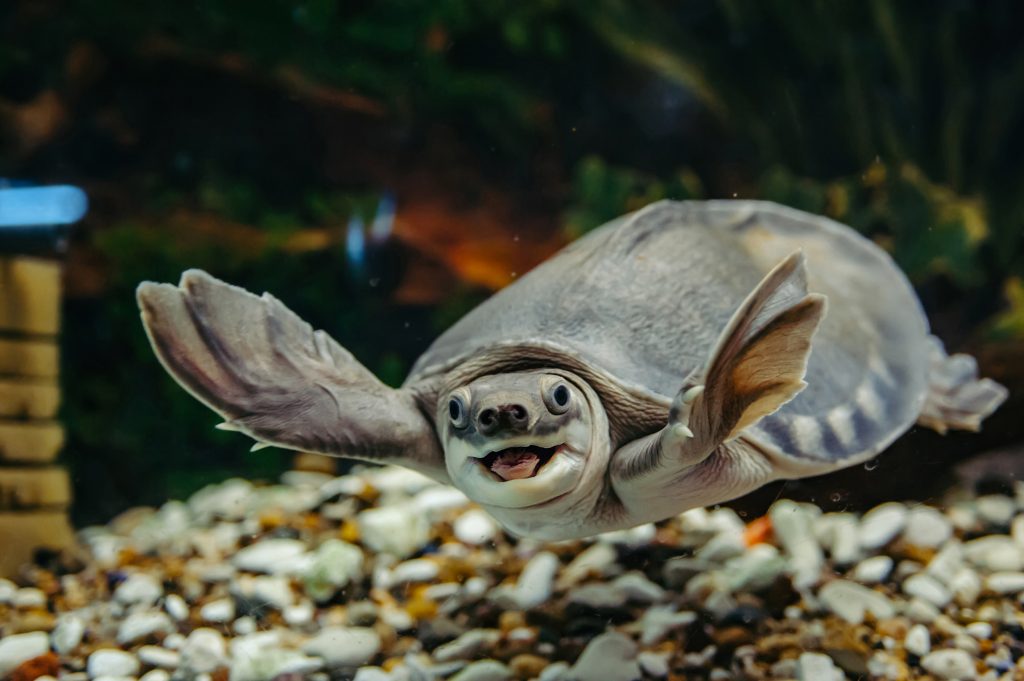 Tortuga nariz de cerdo Ramsay Carettochelys insculpta