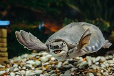 Tortuga nariz de cerdo (Carettochelys insculpta)