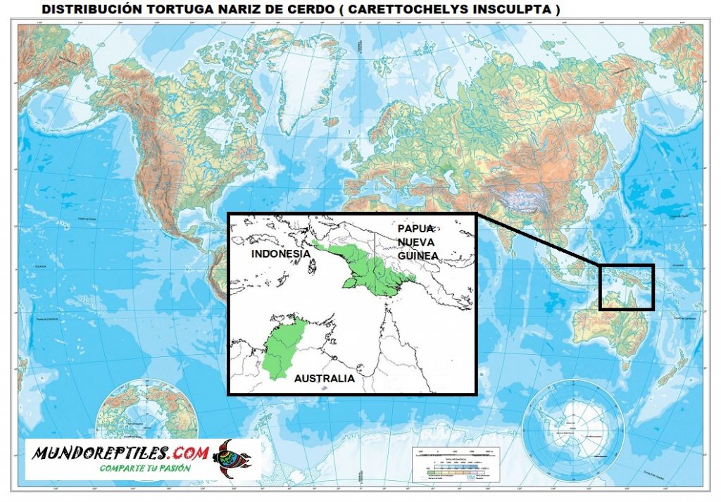 distribución y habitat tortuga nariz de cerdo carettochelys insculpta