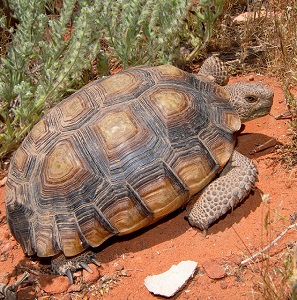 gopherus agassizii tortuga del desierto de mojave