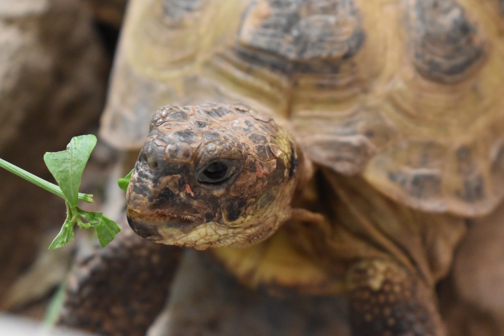 tortuga terrestre comiendo hierba