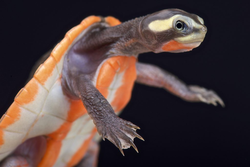 tortuga de cuello corto emydura subglobosa