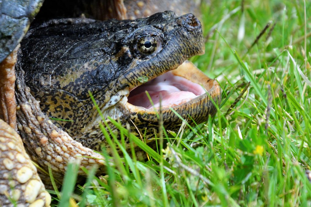 tortuga mordedora y su potente pico