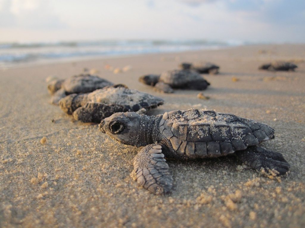 Tortuga verde marina baby recién nacida de camino al mar