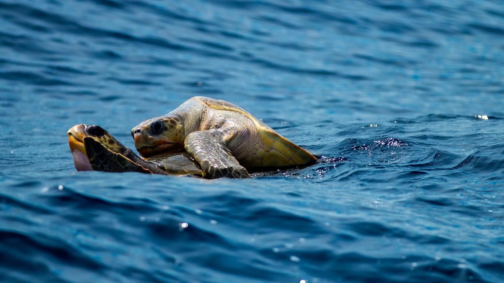 tortugas marinas copulando reproduciéndose