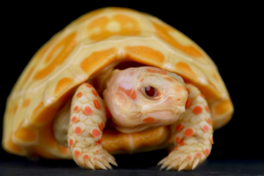 tortuga morrocoy de patas rojas albina