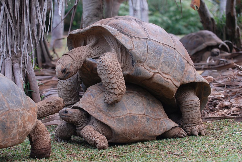 Dos tortugas gigantes gimiendo o jimiendo