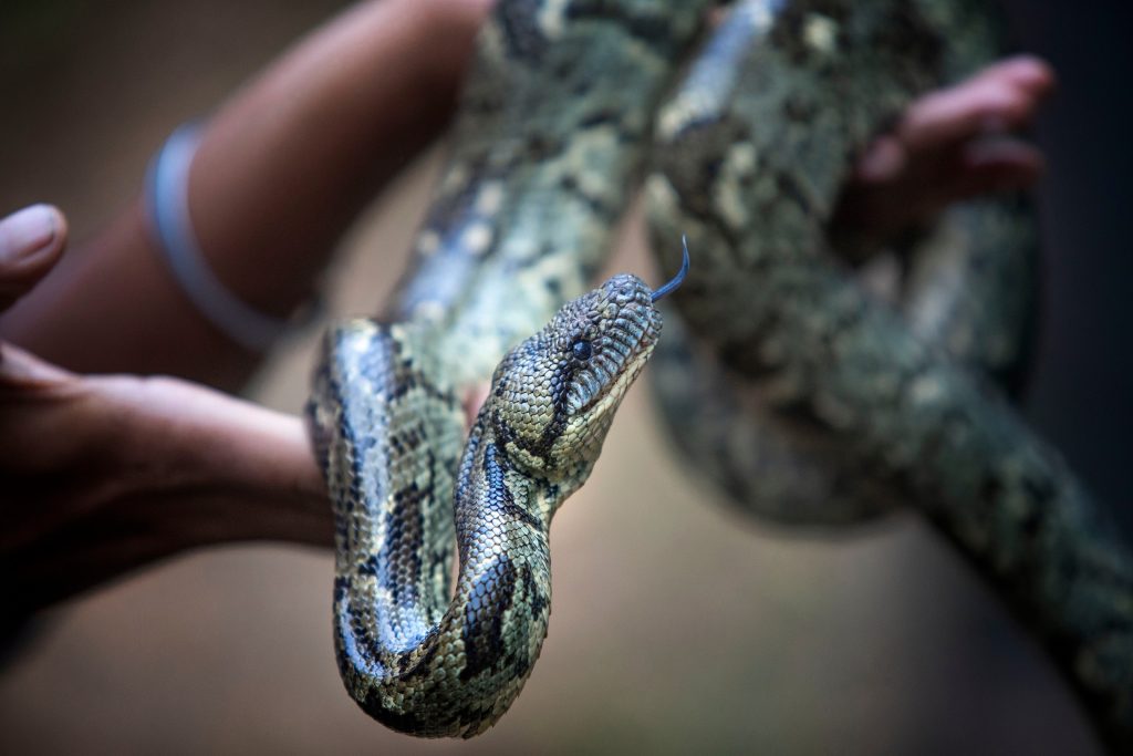 boa terrestre de madagascar