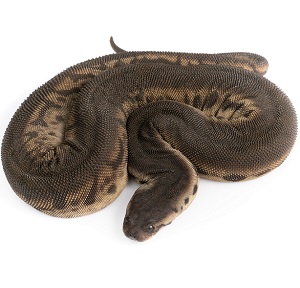 Serpiente trompa de elefante (Acrochordus javanicus)