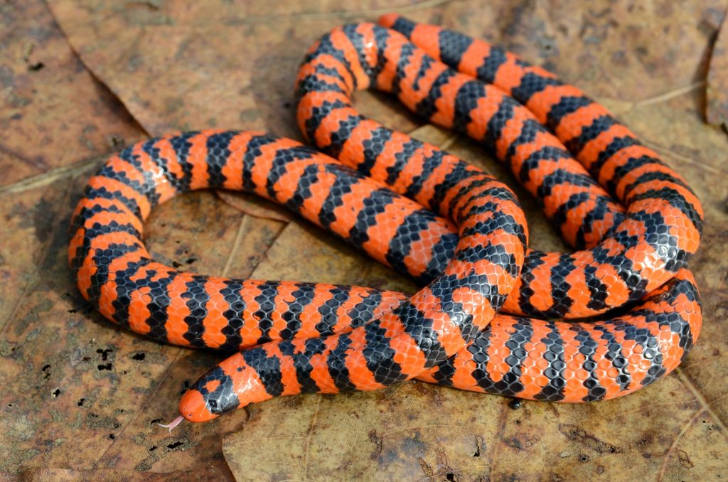 falsa coral cilíndrica anilius scytale