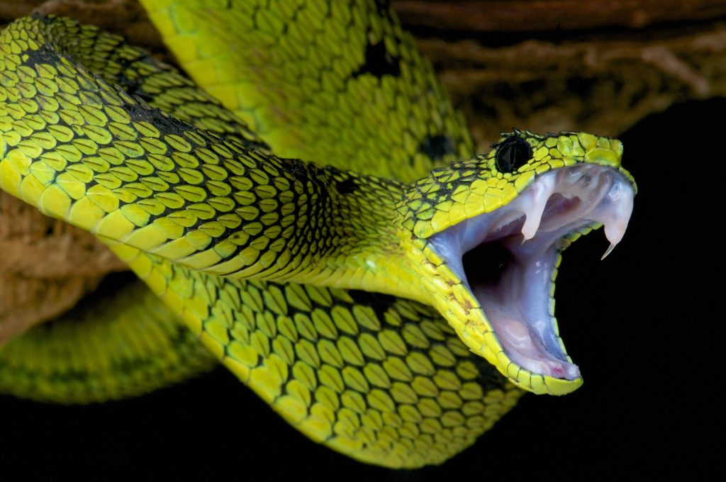 serpiente verde Atheris nitschei