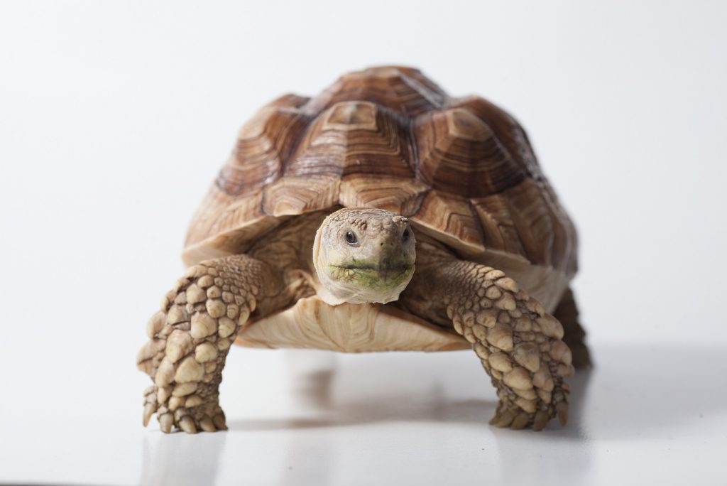 tortuga sulcata adulta