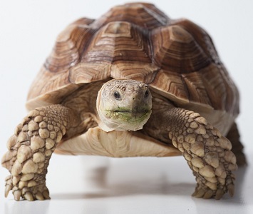 Tortuga de espolones africana (Geochelone sulcata)