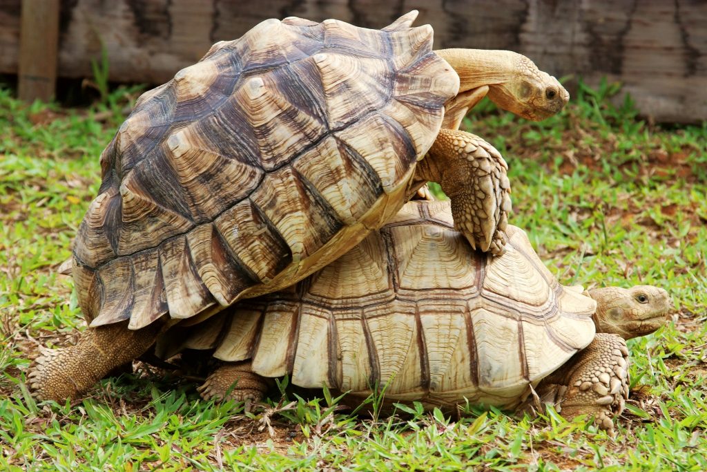 tortugas gimiendo o gemiendo