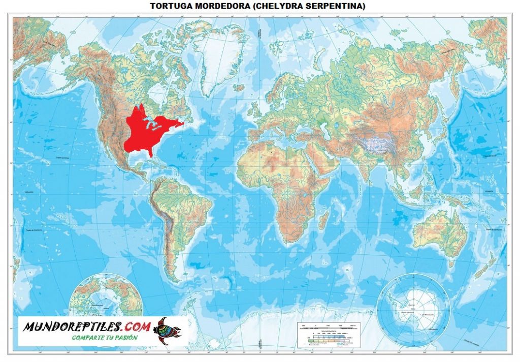 distribucion y habitat de la tortuga mordedora