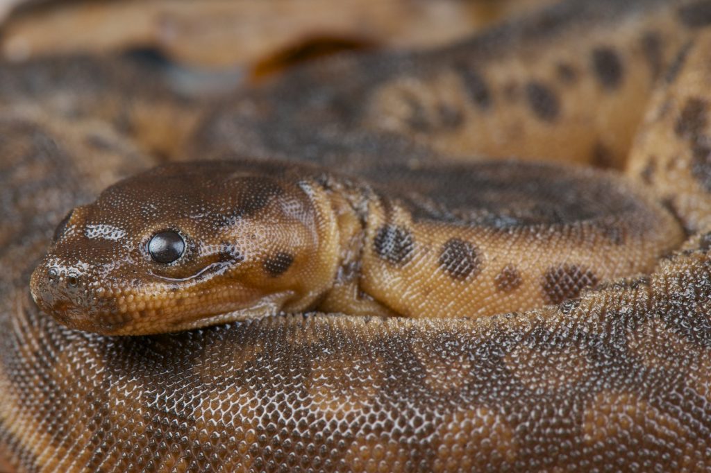 serpiente trompa de elefante