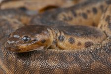 Serpiente trompa de elefante (Acrochordus javanicus)