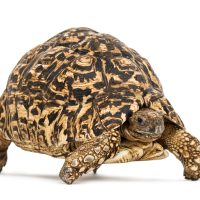 tortuga leopardo