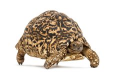 Tortuga Leopardo (Stigmochelys pardalis)
