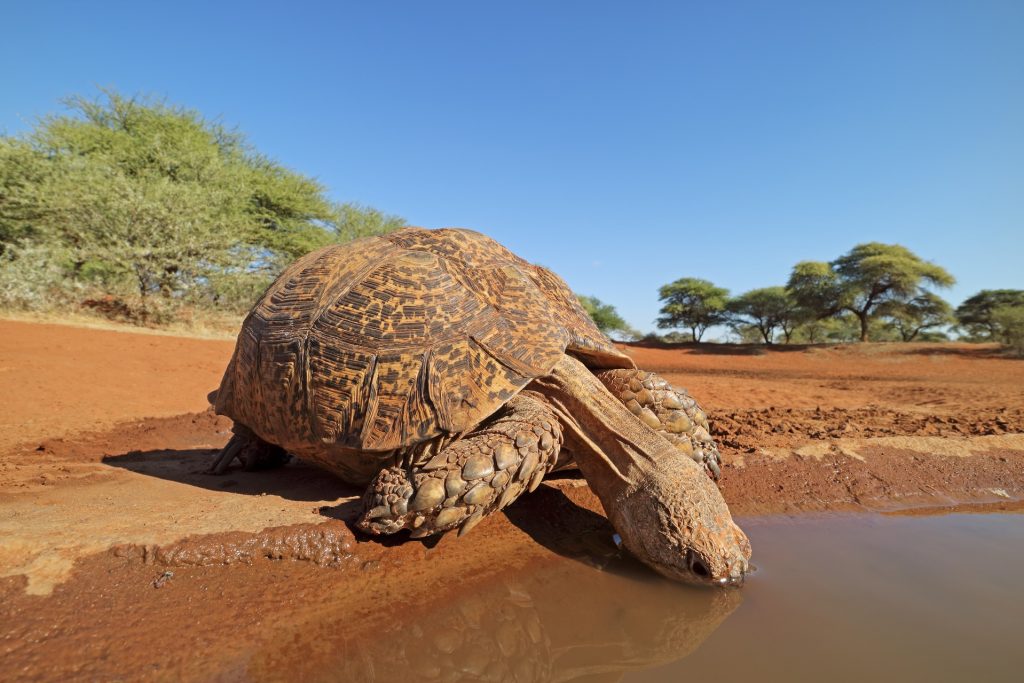 tortuga pardalis bebiendo en la sabana