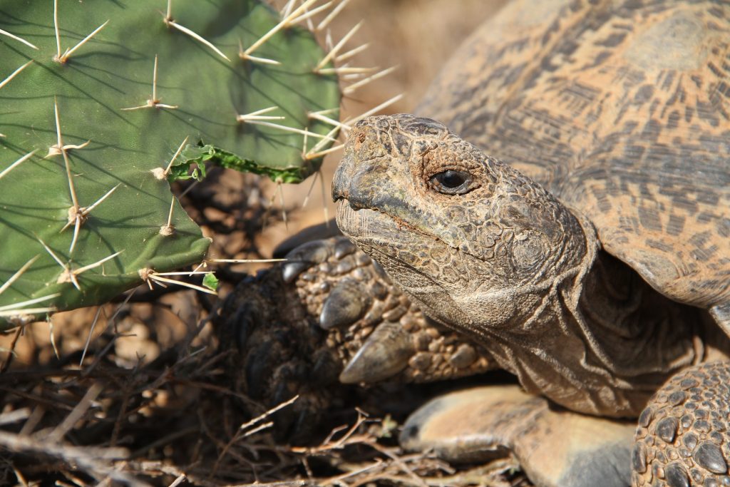 Stigmochelys pardalis comiendo cactus