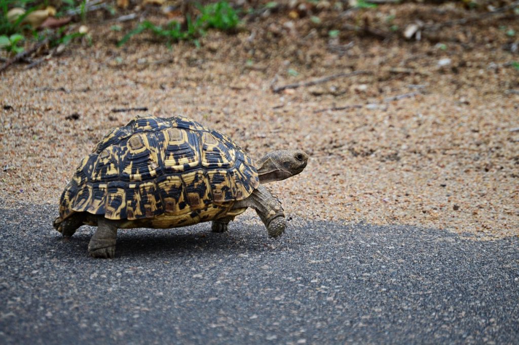 tortuga leopardo cruzando una carretera
