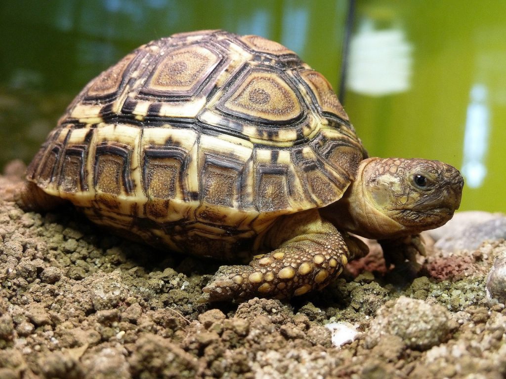 tortuga leopardo joven