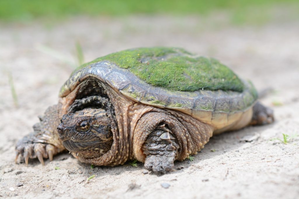 tortuga mordedora chelydra serpentina