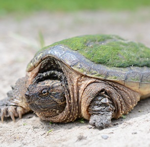 Tortuga mordedora (Chelydra serpentina)