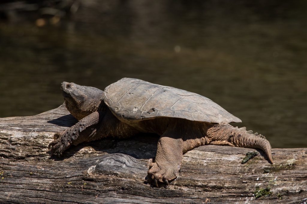 tortuga mordedora sobre tronco