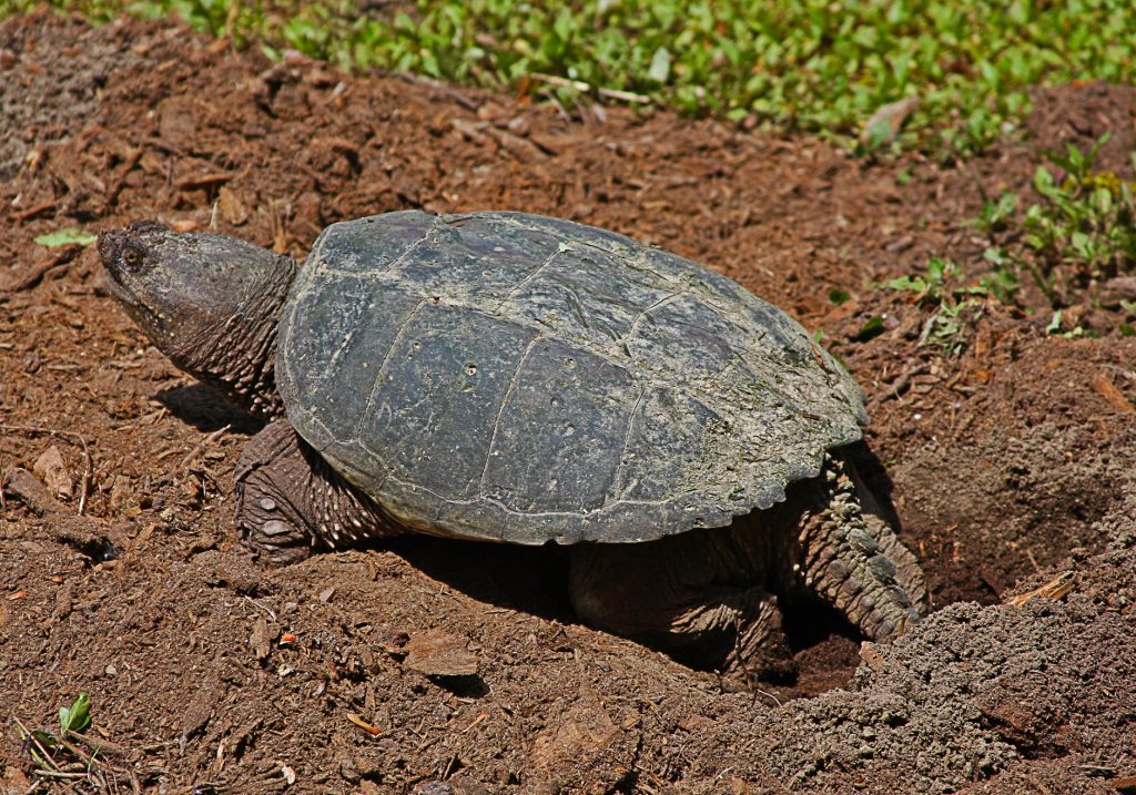 tortuga mordedora haciendo un nido