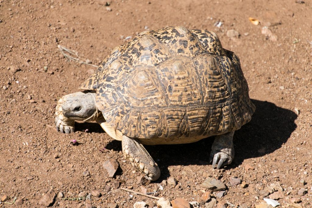 tortuga leopardo adulta