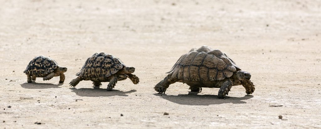 grupo de tortugas leopardo en fila