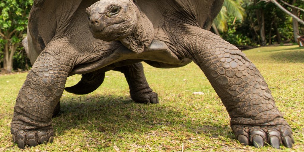 Detalle de las patas de la tortuga gigante