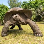 Tortuga Gigante de Aldabra​ (Aldabrachelys gigantea)