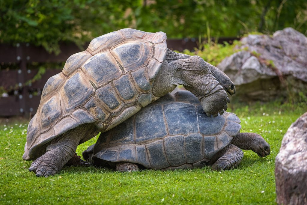 Aldabrachelys gigantea reproducción , cópula y apareamiento de la tortuga gigante de Aldabra