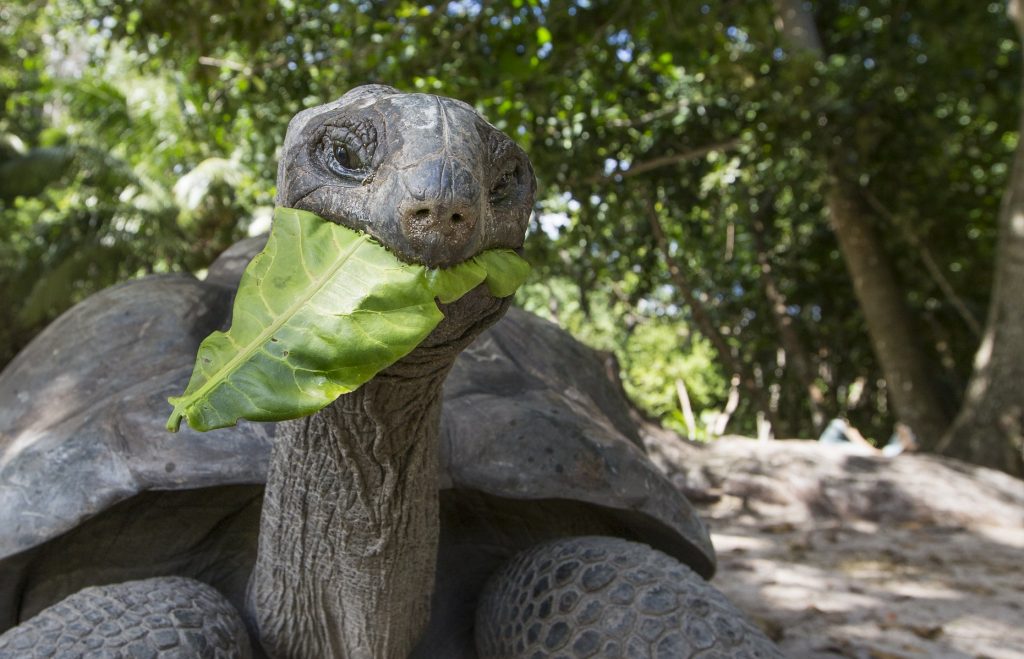 Alimentación Tortuga Gigante de Aldabra​ Aldabrachelys gigantea comiendo 