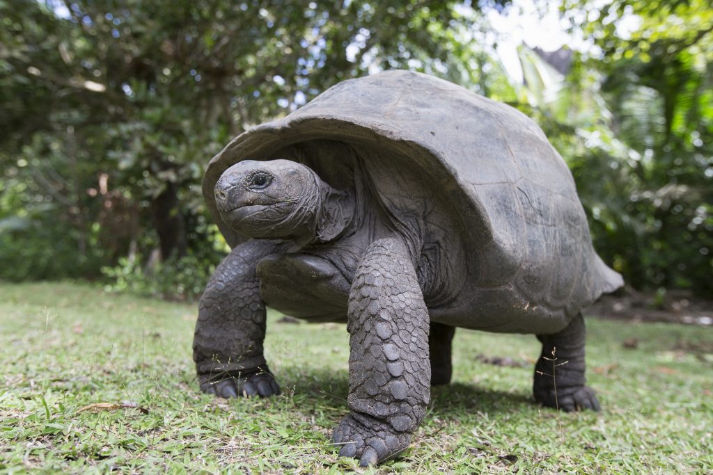 Segundo quelonio terrestres mas grande del mundo. Aldabrachelys gigantea