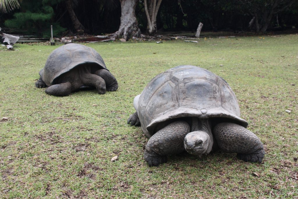 Tortuga de Seychelles. Aldabrachelys gigantea ejemplares adultos
